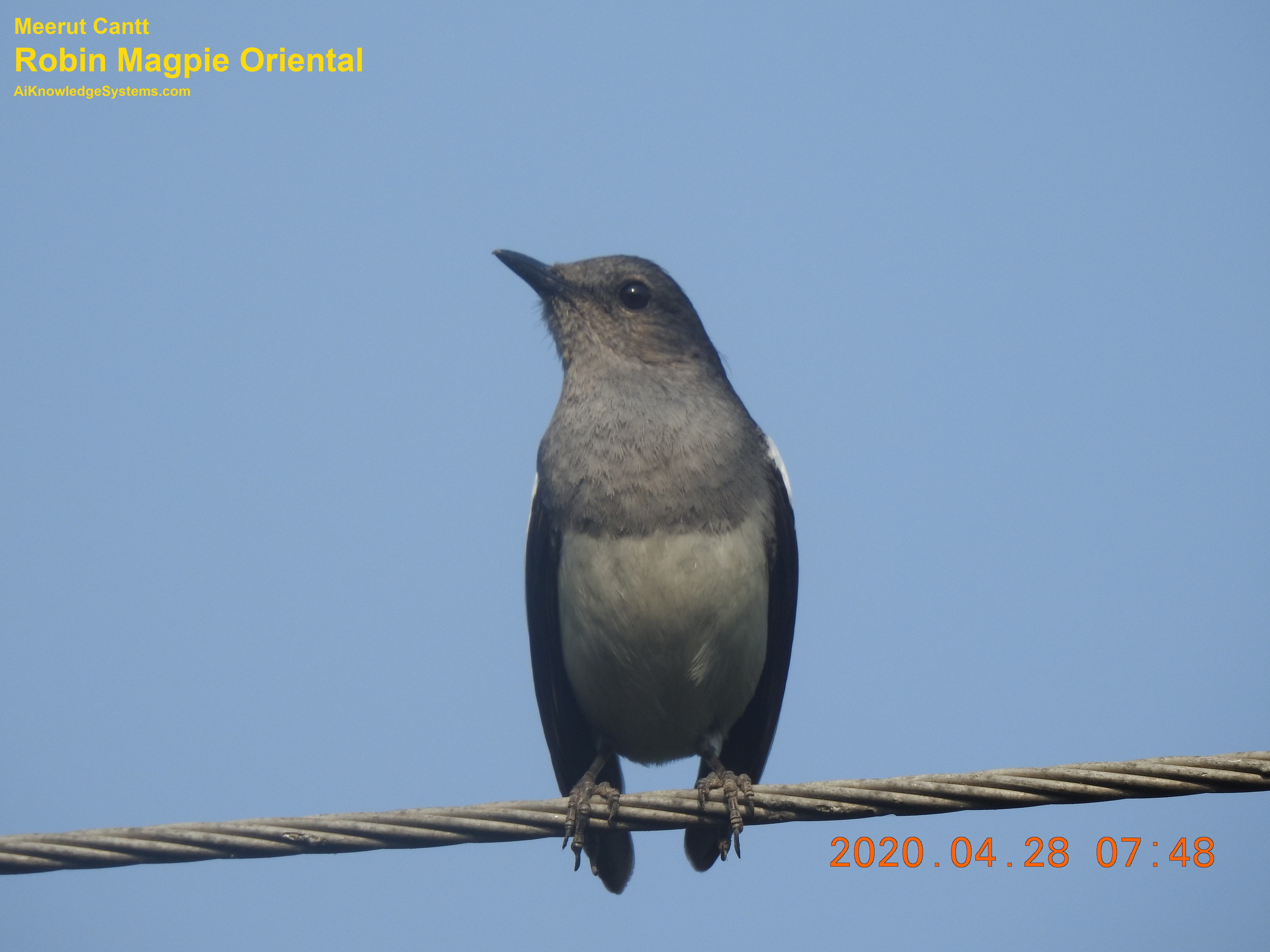 Magpie Robin (75) Coming Soon